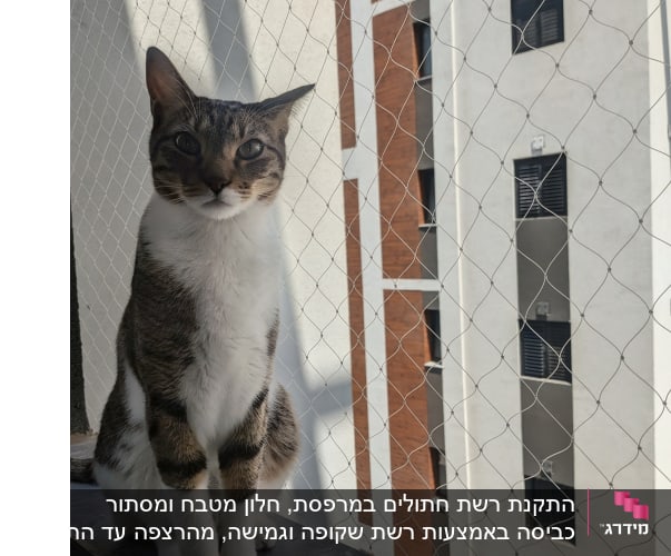 חתול יושב ליד רשת על רקע בניין